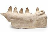 Partial Mosasaur Jaw with Five Teeth - Morocco #220277-1